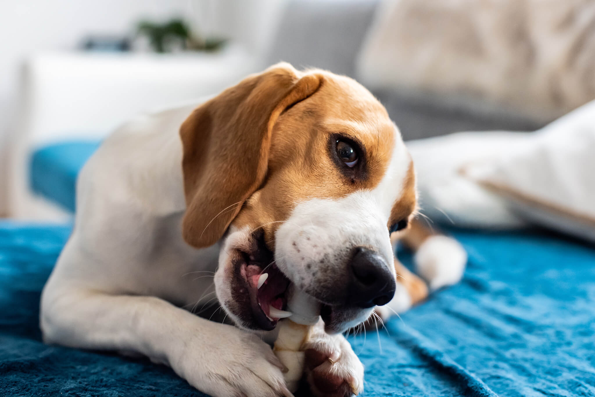 beagle laying in bed chewing bone