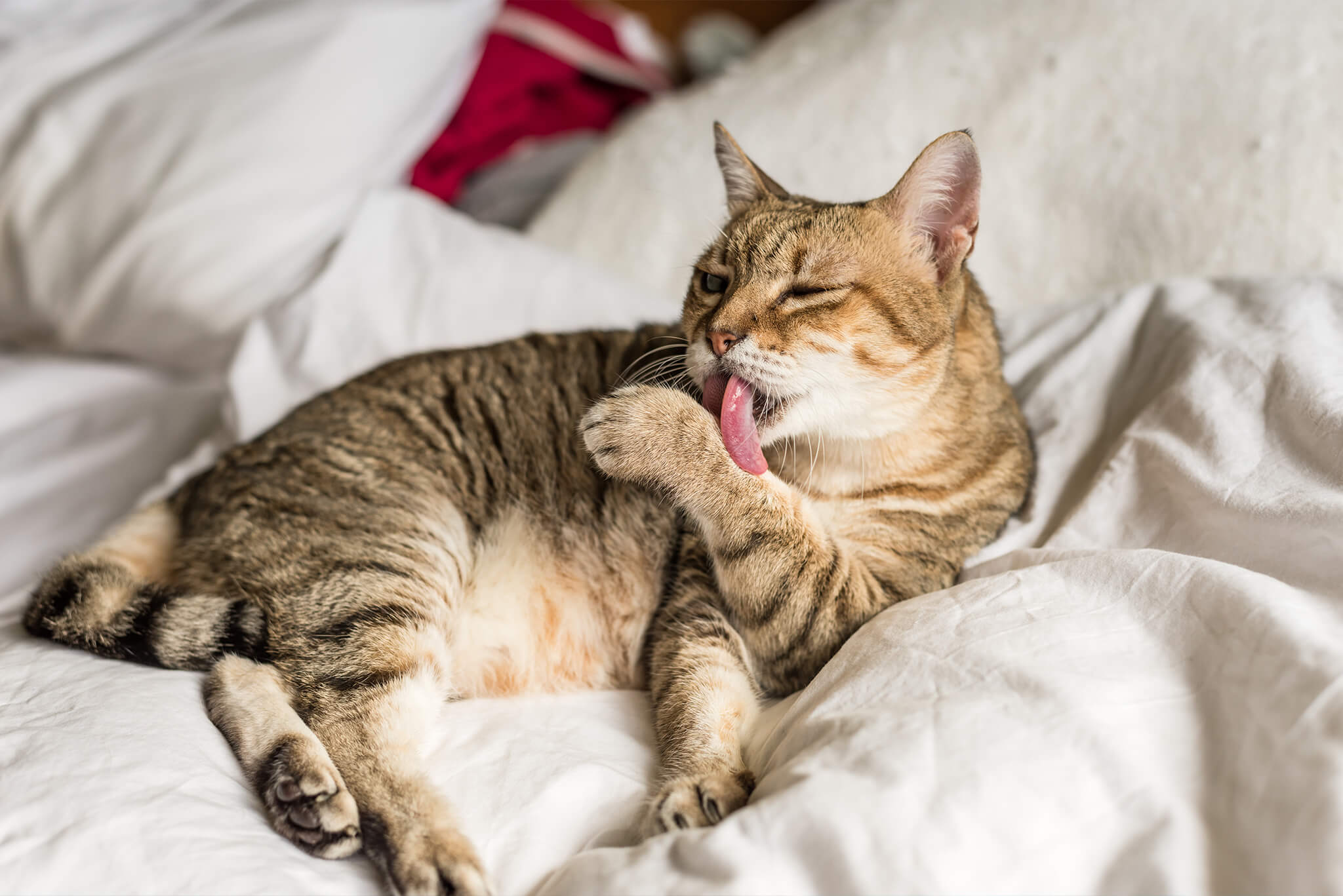 cat laying in bed and licking its paw