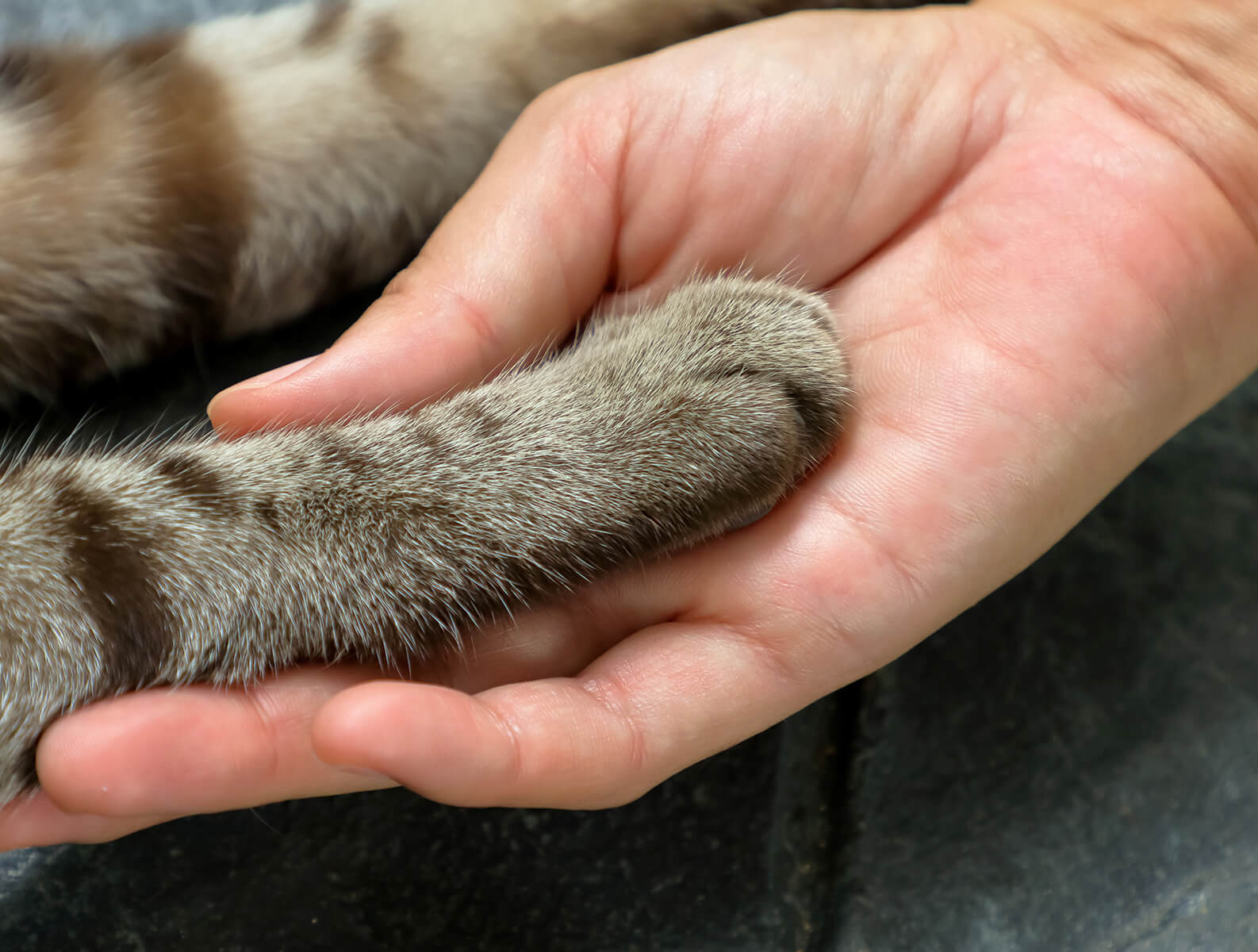 human hand holding cat paw