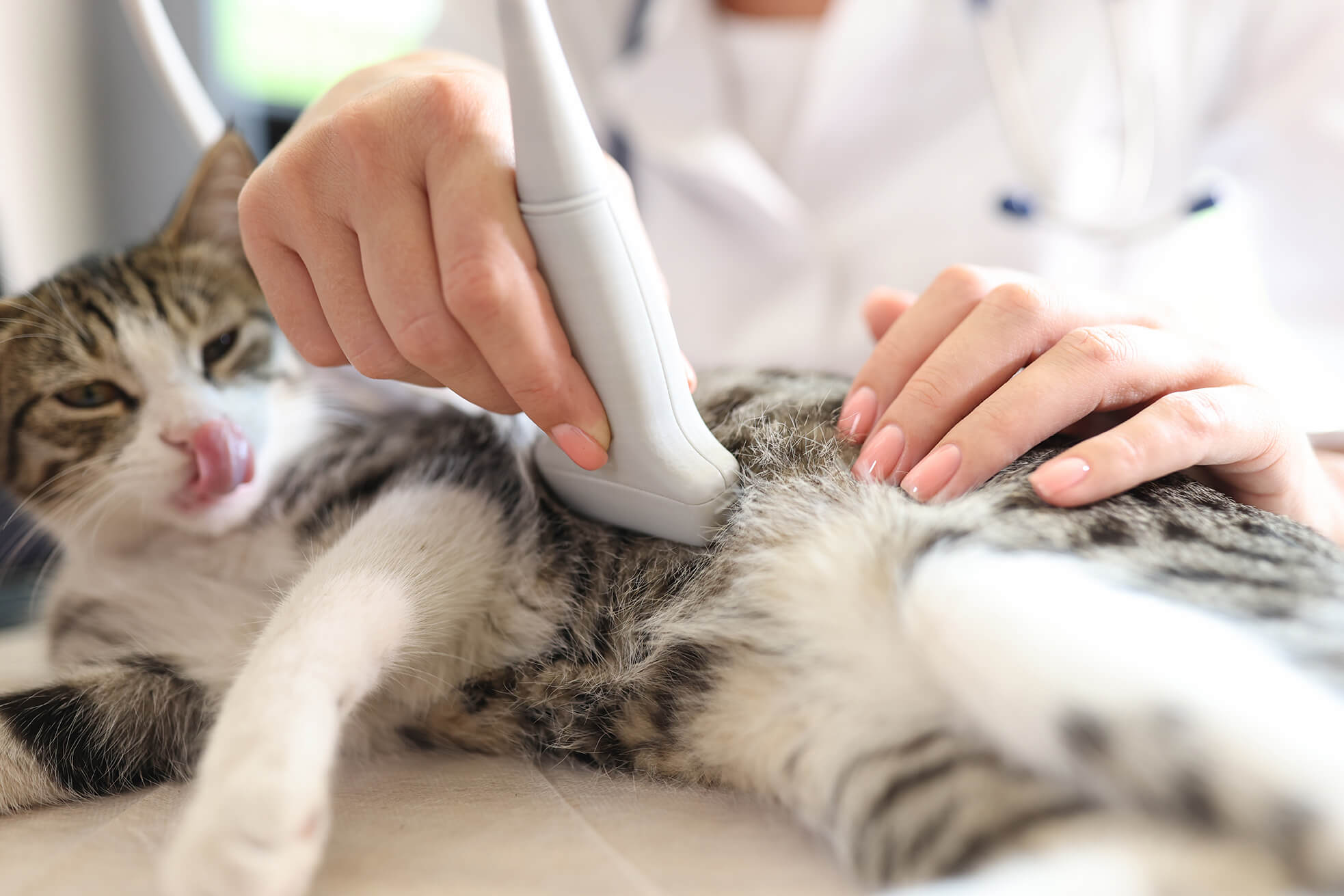 closeup of cat getting an abdominal ultrasound
