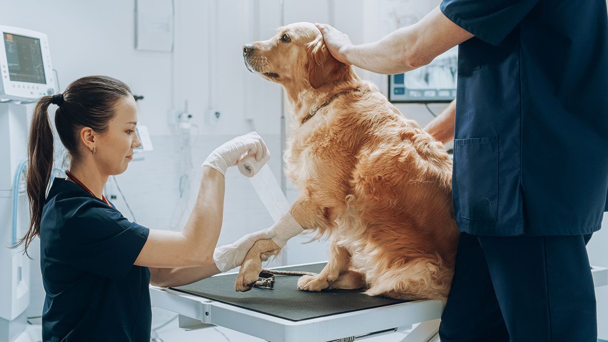 Dog Getting Bandage at Vet