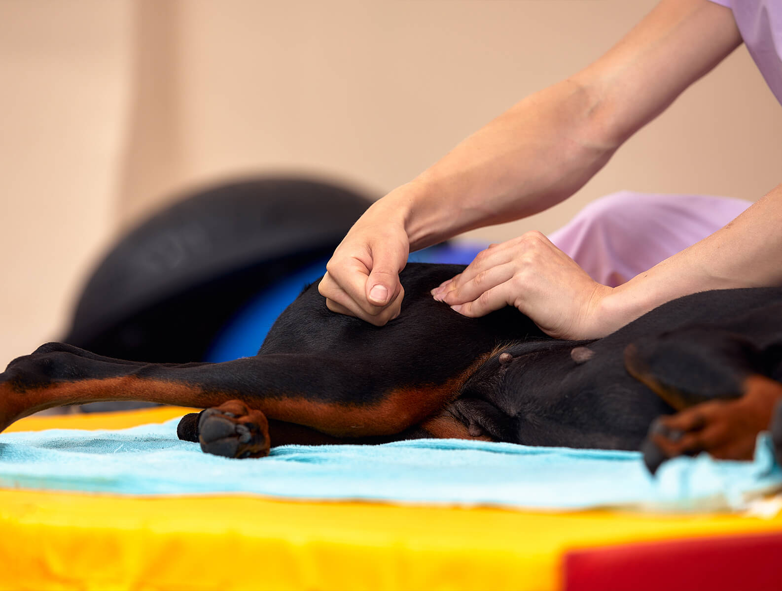 black dog getting therapeutic massage on leg