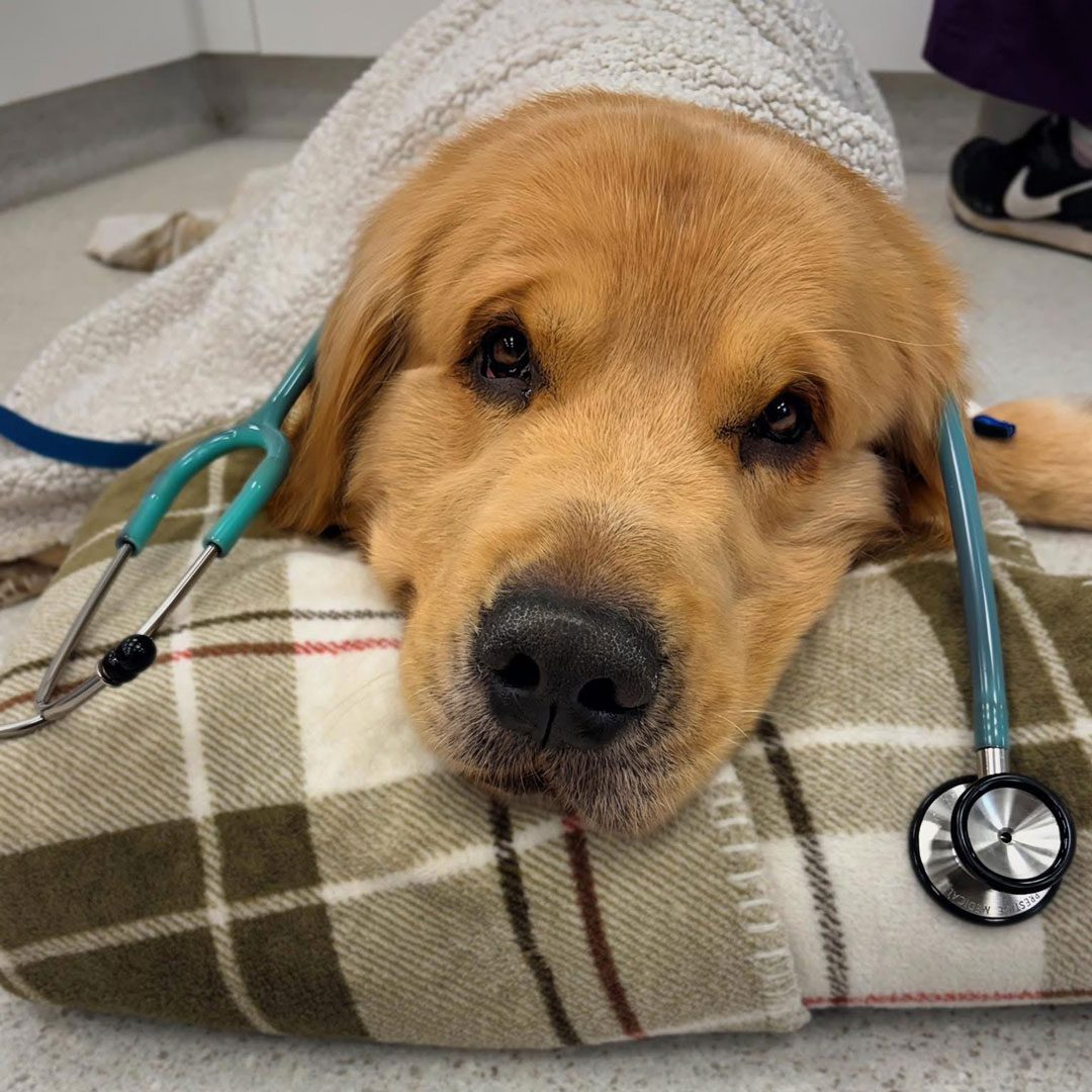 cute Golden Retriever puppy laying on a blanket