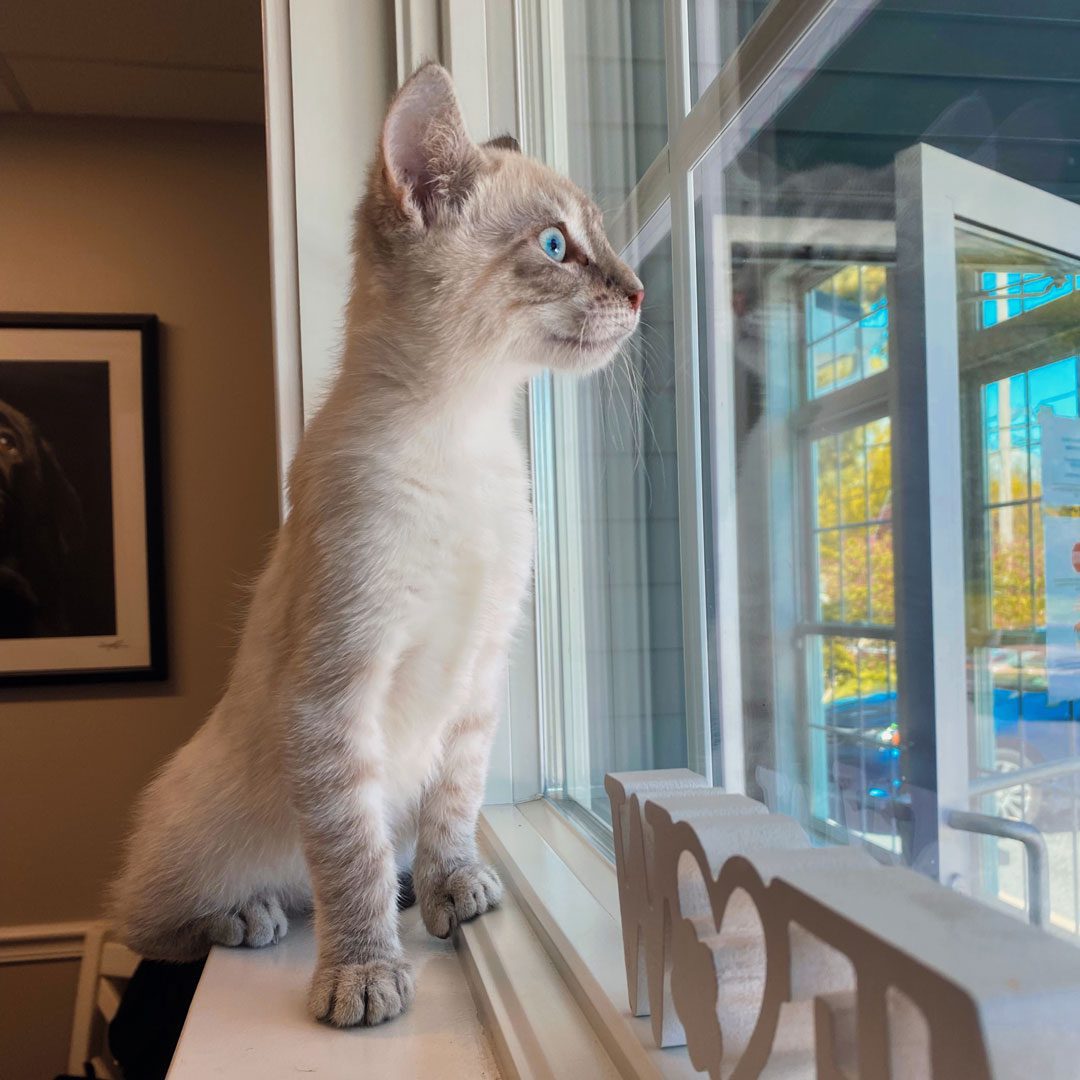 cute gray and white kitten looking out a window