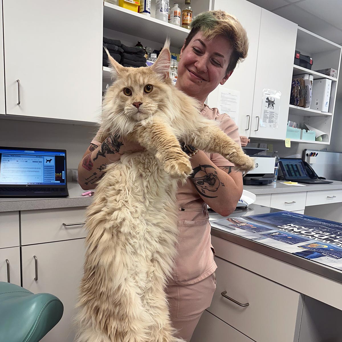 tech holding a long yellow Maine Coon cat