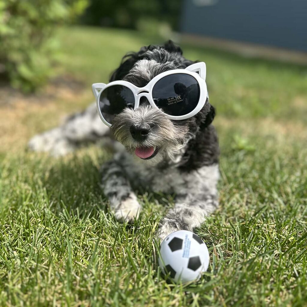 small black and white dog wearing white sunglasses
