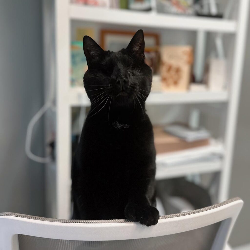 black cat standing on the back of a chair
