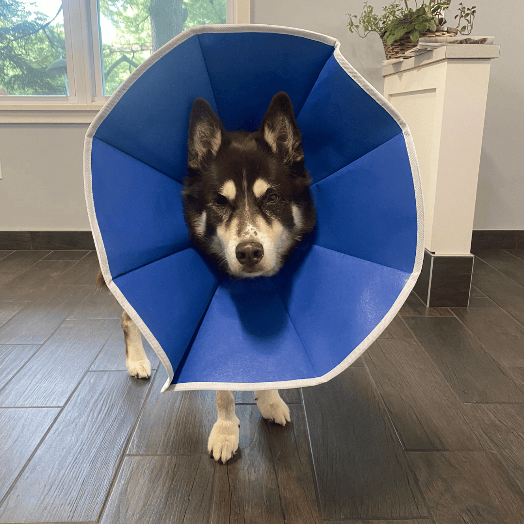 tri-colored dog in blue cone