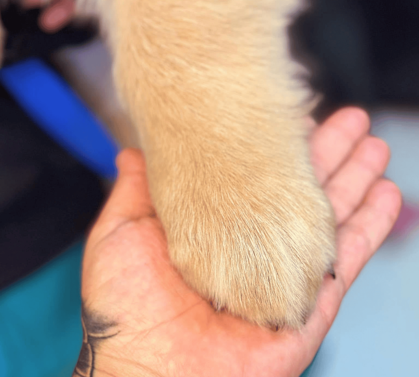 tan dog paw in person's hand