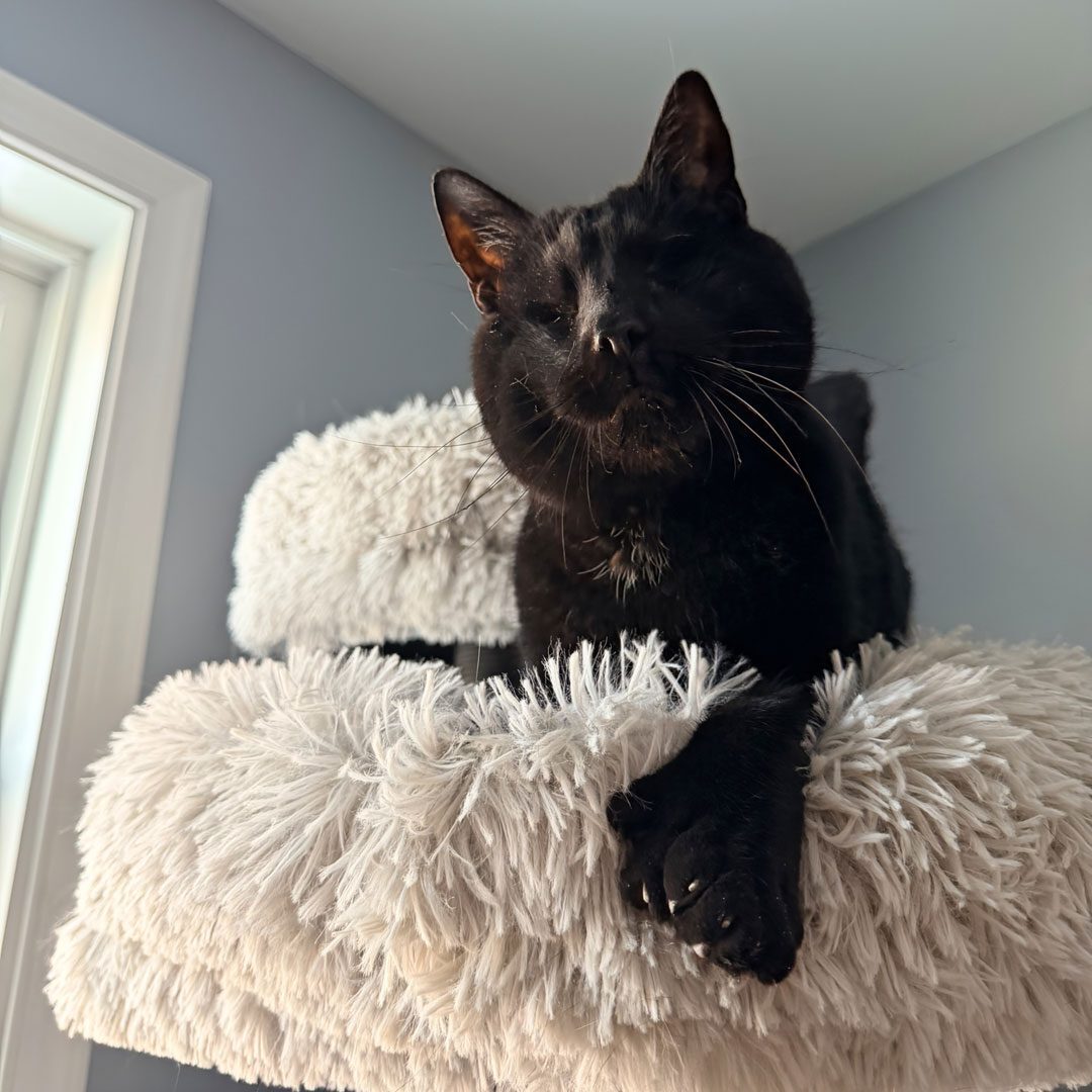 happy black cat sitting up in a cat tower